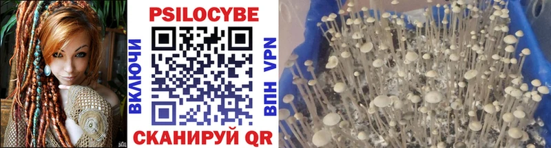 где купить   Волгореченск  Псилоцибиновые грибы GOLDEN TEACHER 